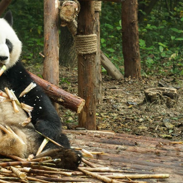 China Familienreise - 15-tägige geführte Reise