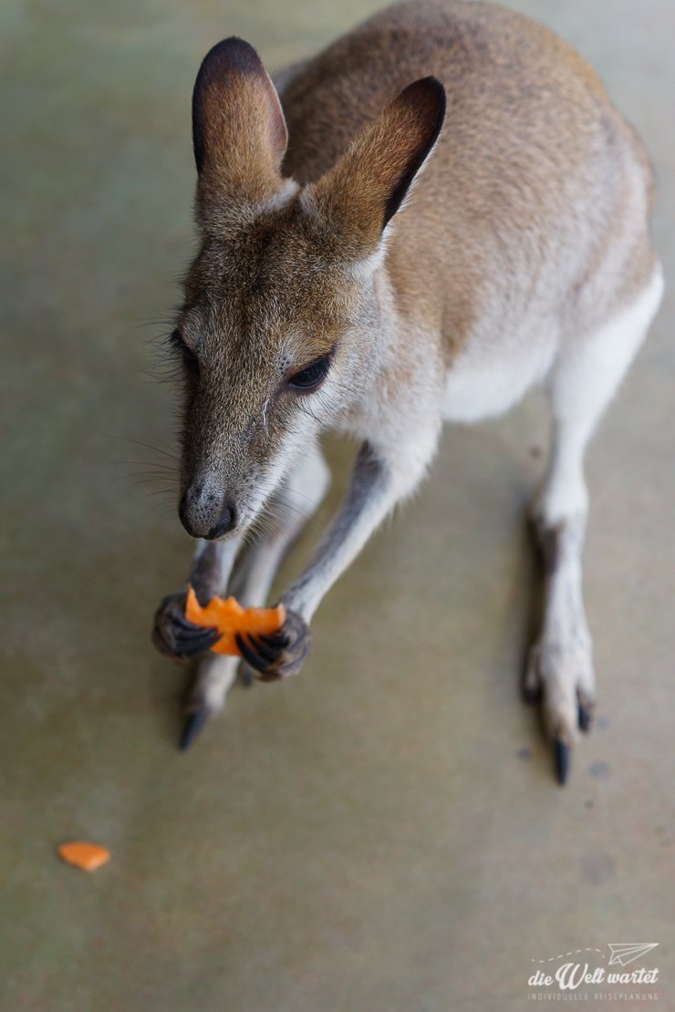 Australien mit Baby & Kind