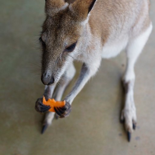 Baby Kängurus nennt man Joeys