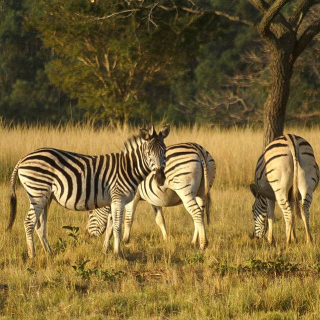 Familiensafari Tansania - Serengeti & Sansibar individuell mit Fahrer