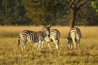 Familiensafari Tansania - Serengeti & Sansibar individuell mit Fahrer