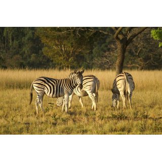 Familiensafari Tansania - Serengeti & Sansibar individuell mit Fahrer