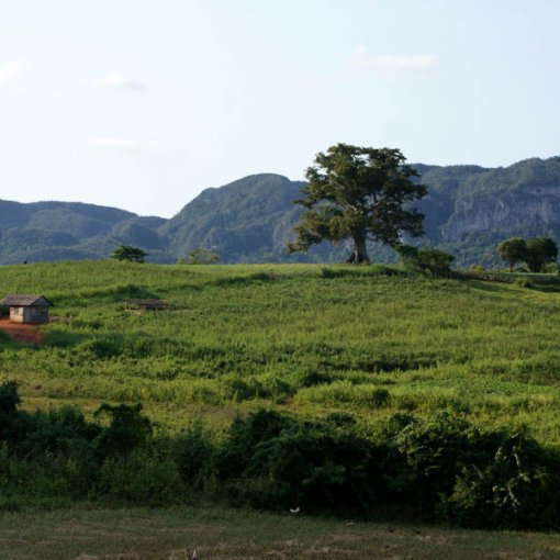 Vinales-Tal, Kuba