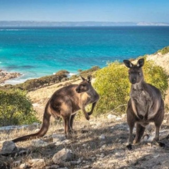 dieweltwartet-reiseidee-australien-sydney-adelaide-mit-kindern-kanguru-insel