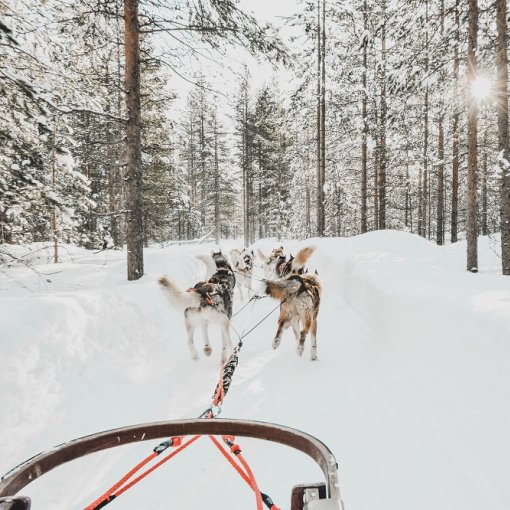 Hundeschlittenfahrt in Lappland