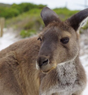 Elternzeitreise Australien buchen