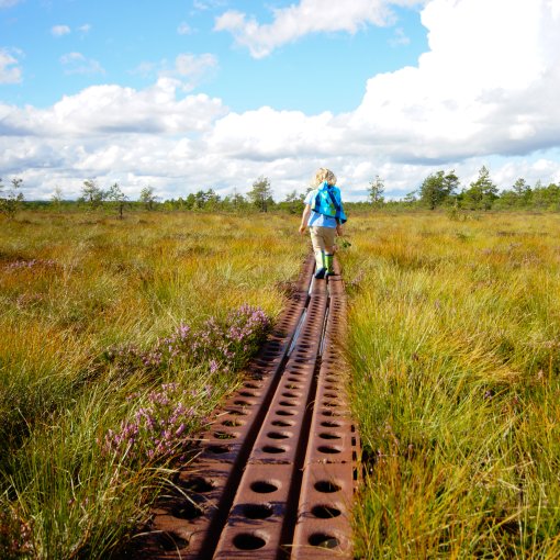 Wandern durchs Moor