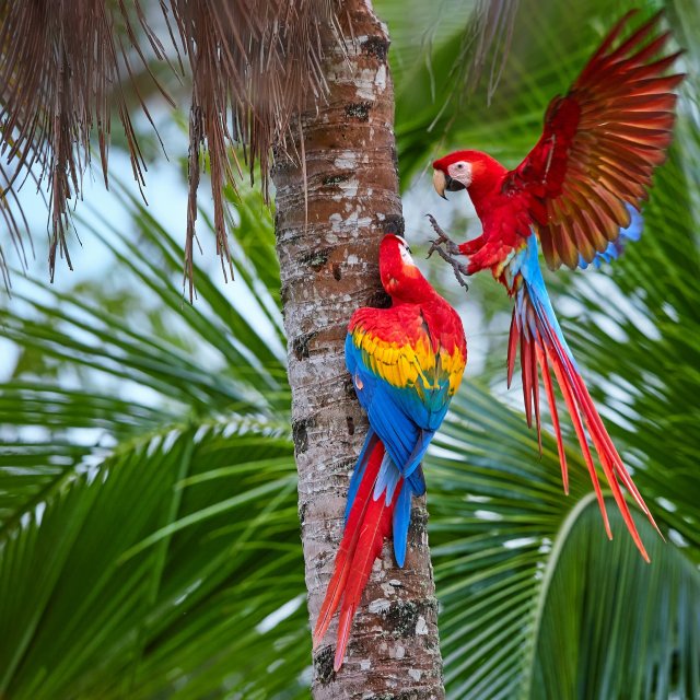 Papagei in Costa Rica