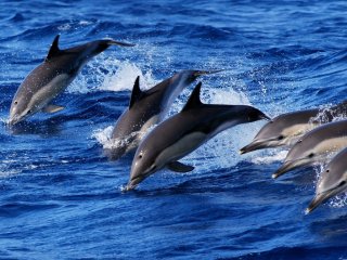 Familienreise Azoren - Familienurlaub auf São Miguel