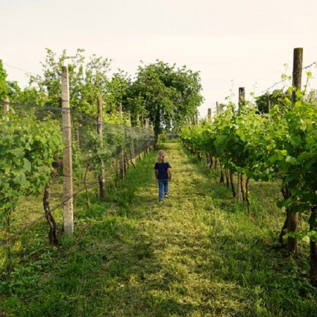 In den Weinbergen