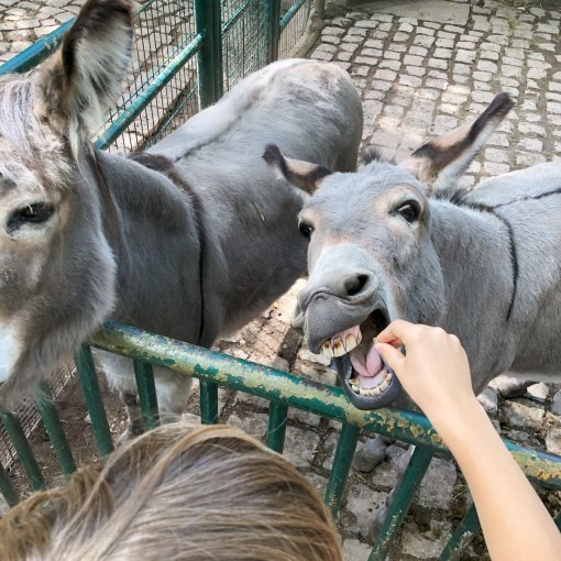 Eselfüttern im Inselzoo