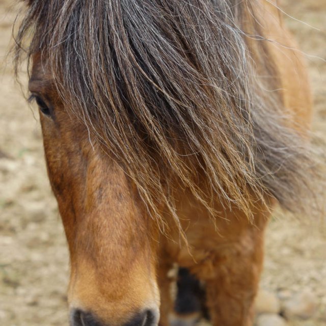 Islandpony