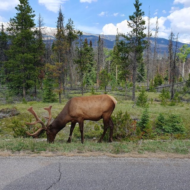 Jasper Nationalpark